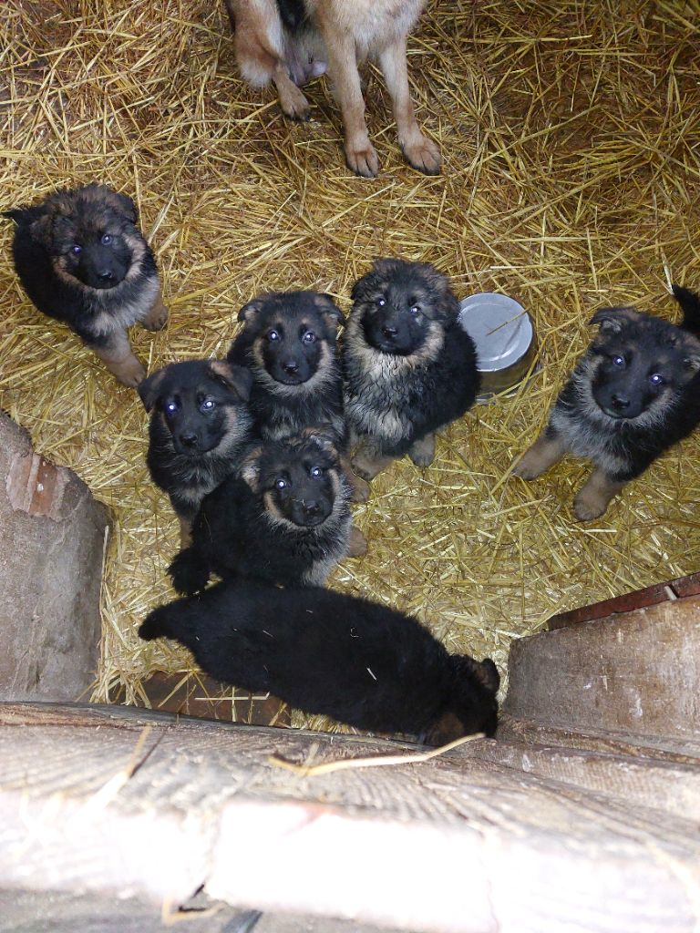 chiot Berger Allemand du Quartz D'Alsace