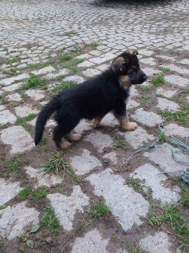 du Quartz D'Alsace - Chiot disponible  - Berger Allemand