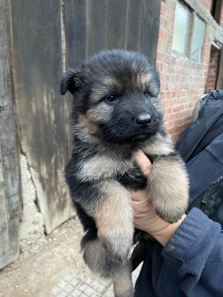 du Quartz D'Alsace - Chiot disponible  - Berger Allemand