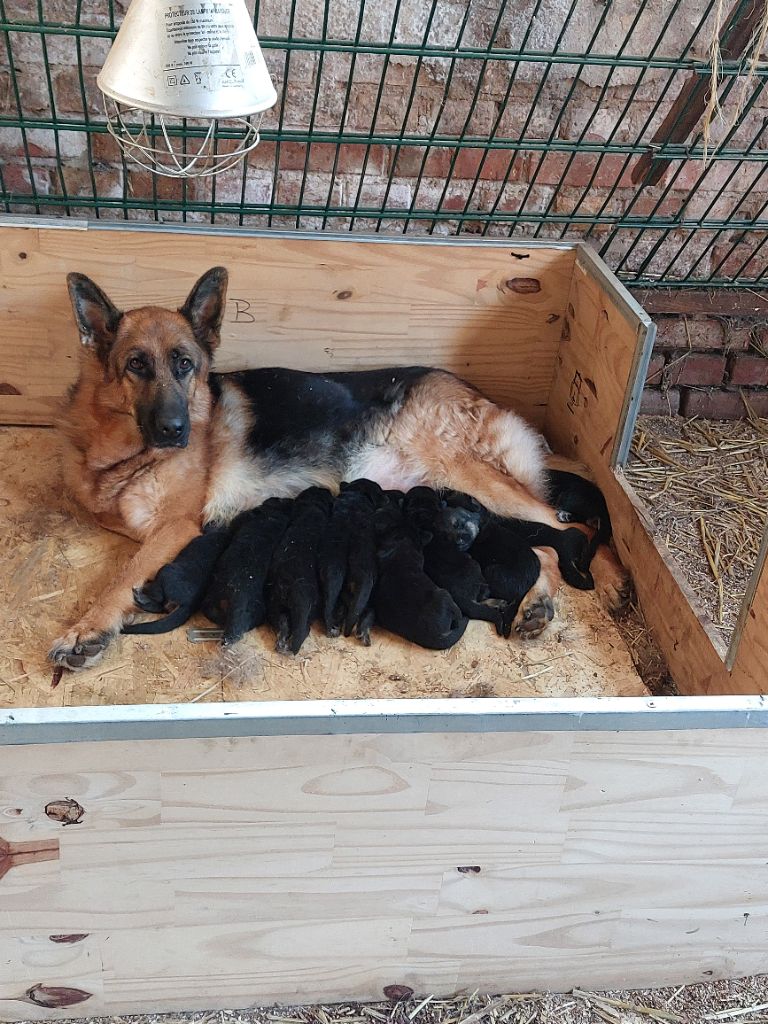 chiot Berger Allemand du Quartz D'Alsace