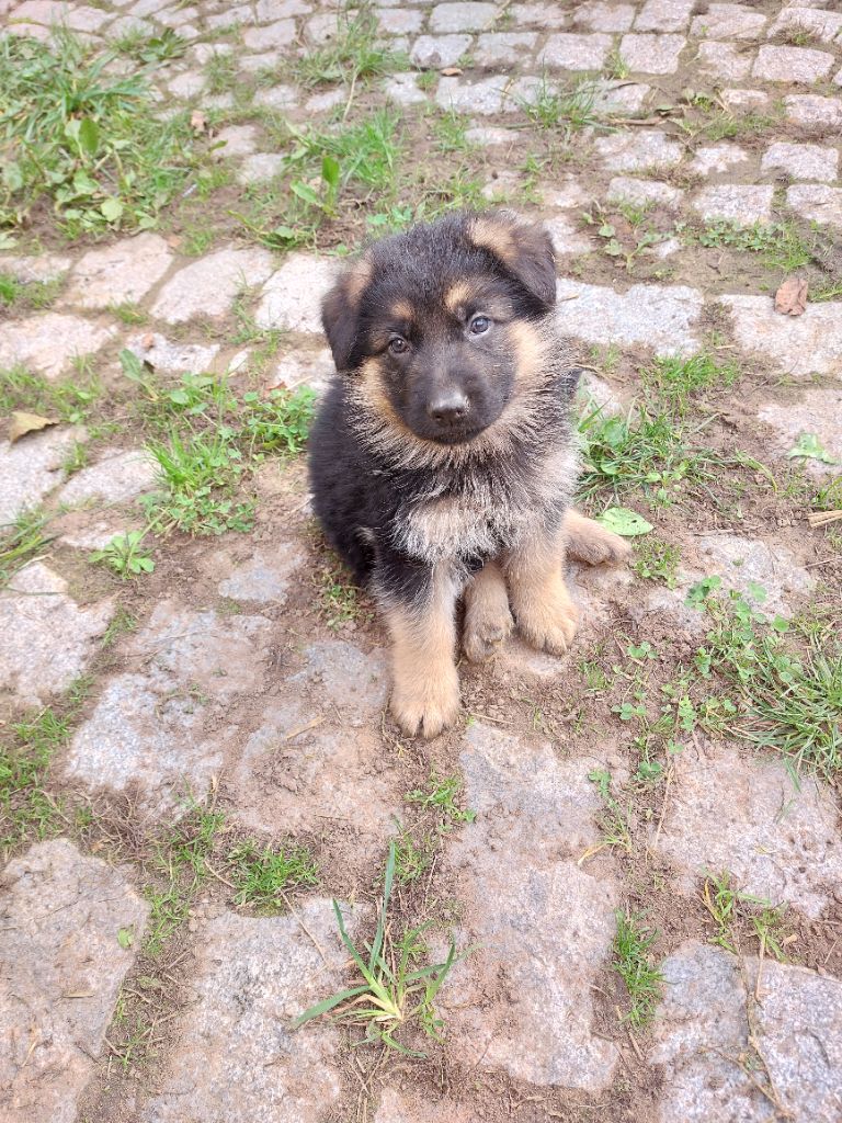 du Quartz D'Alsace - Chiot disponible  - Berger Allemand