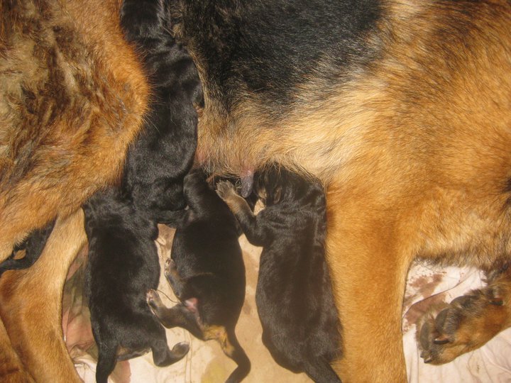 Album chiots 2 eme portees de Derry et Dragon nee le 27/02/2011
