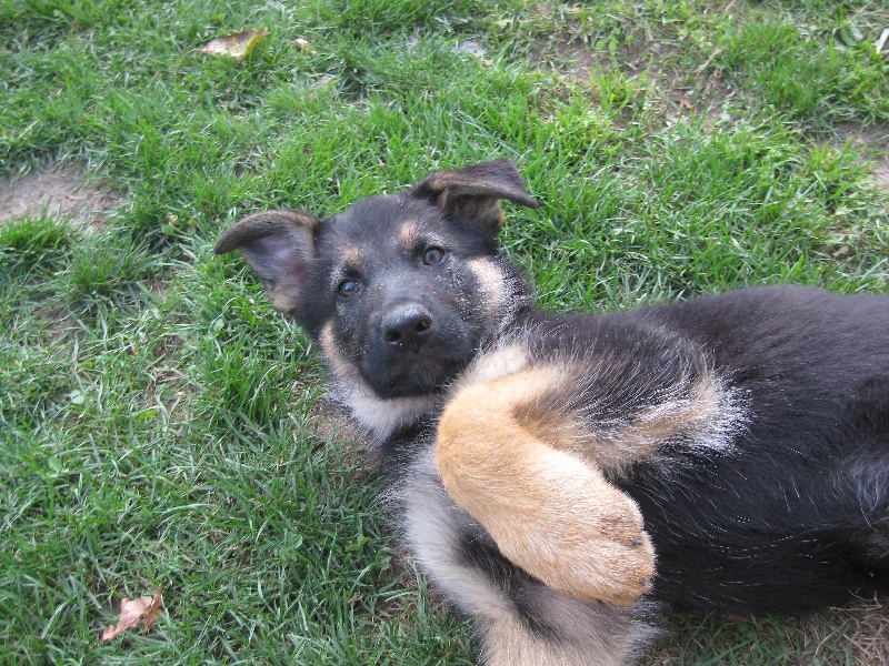 Album de Elite de la Bête des Vosges