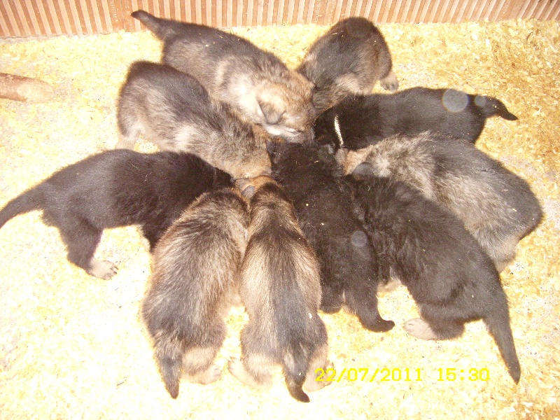 Album chiots de Jaska et DRagon