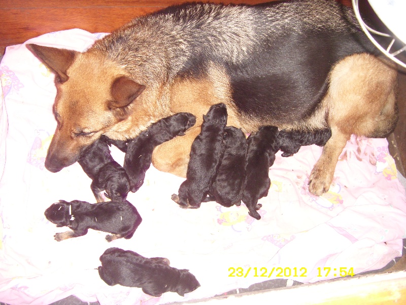 Album chiots de Fleur dit Falaine & Dragon..