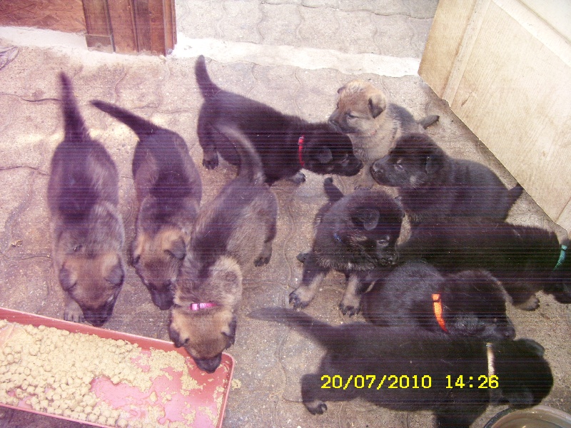 Album chiots de Jaska et Arco