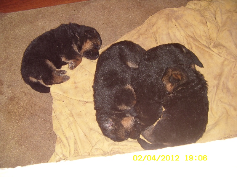 Album chiots 3 eme portees de Derry et Dragon nee le 13/03/2012