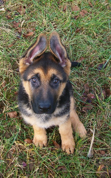 Album chiots de Derry et Dragon
