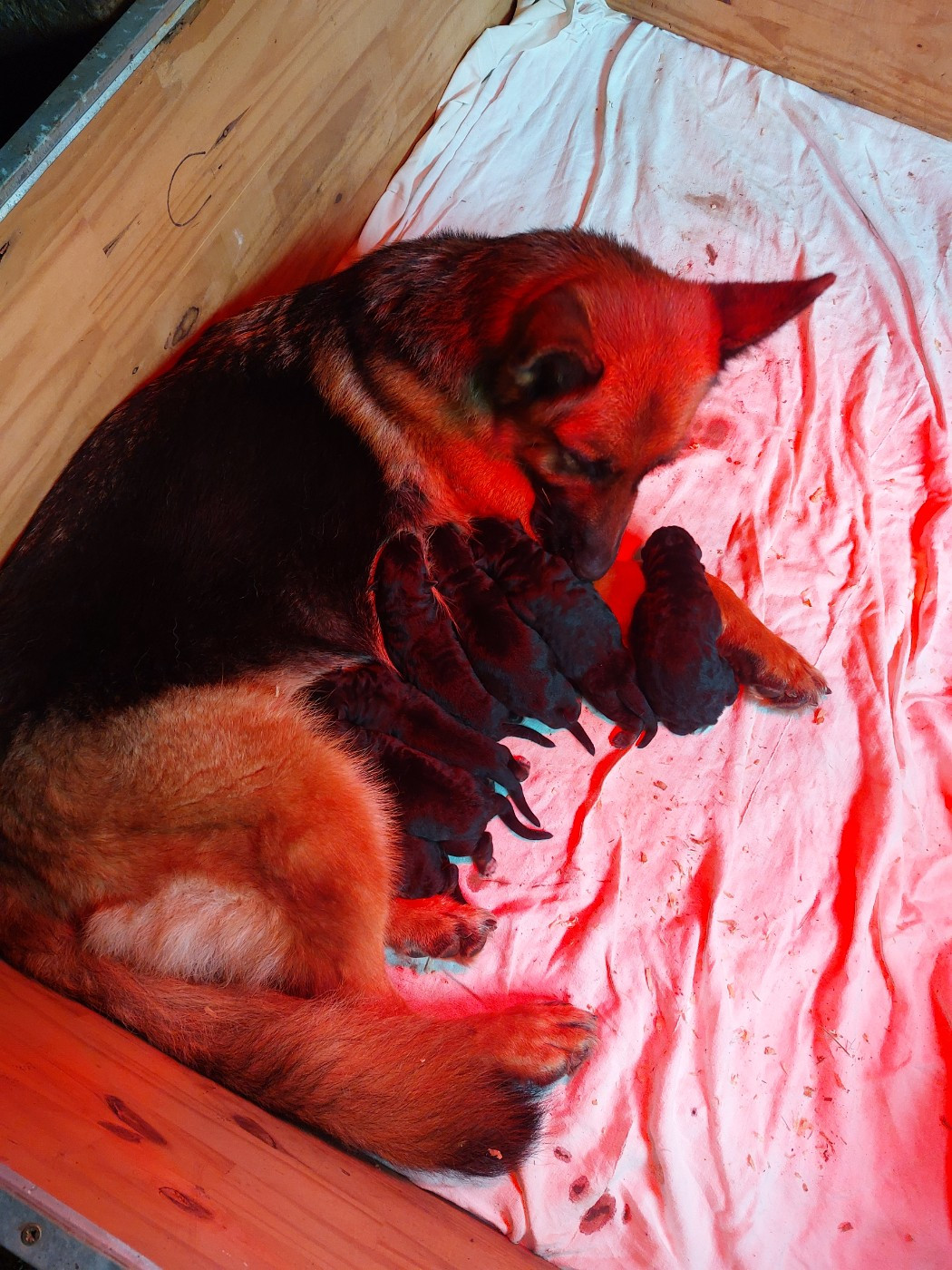 du Quartz D'Alsace - Berger Allemand - Portée née le 16/11/2025