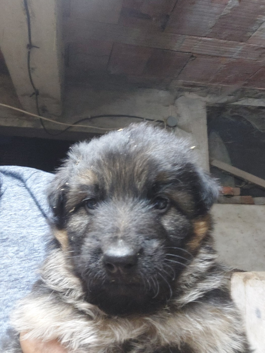 du Quartz D'Alsace - Chiots disponibles - Berger Allemand