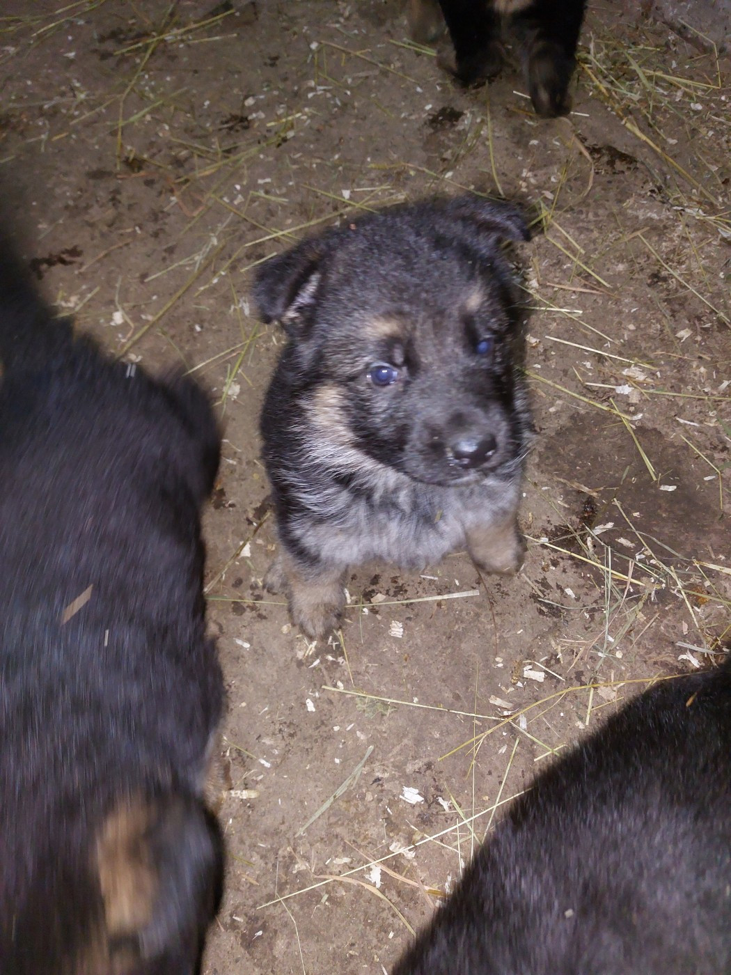 du Quartz D'Alsace - Chiots disponibles - Berger Allemand