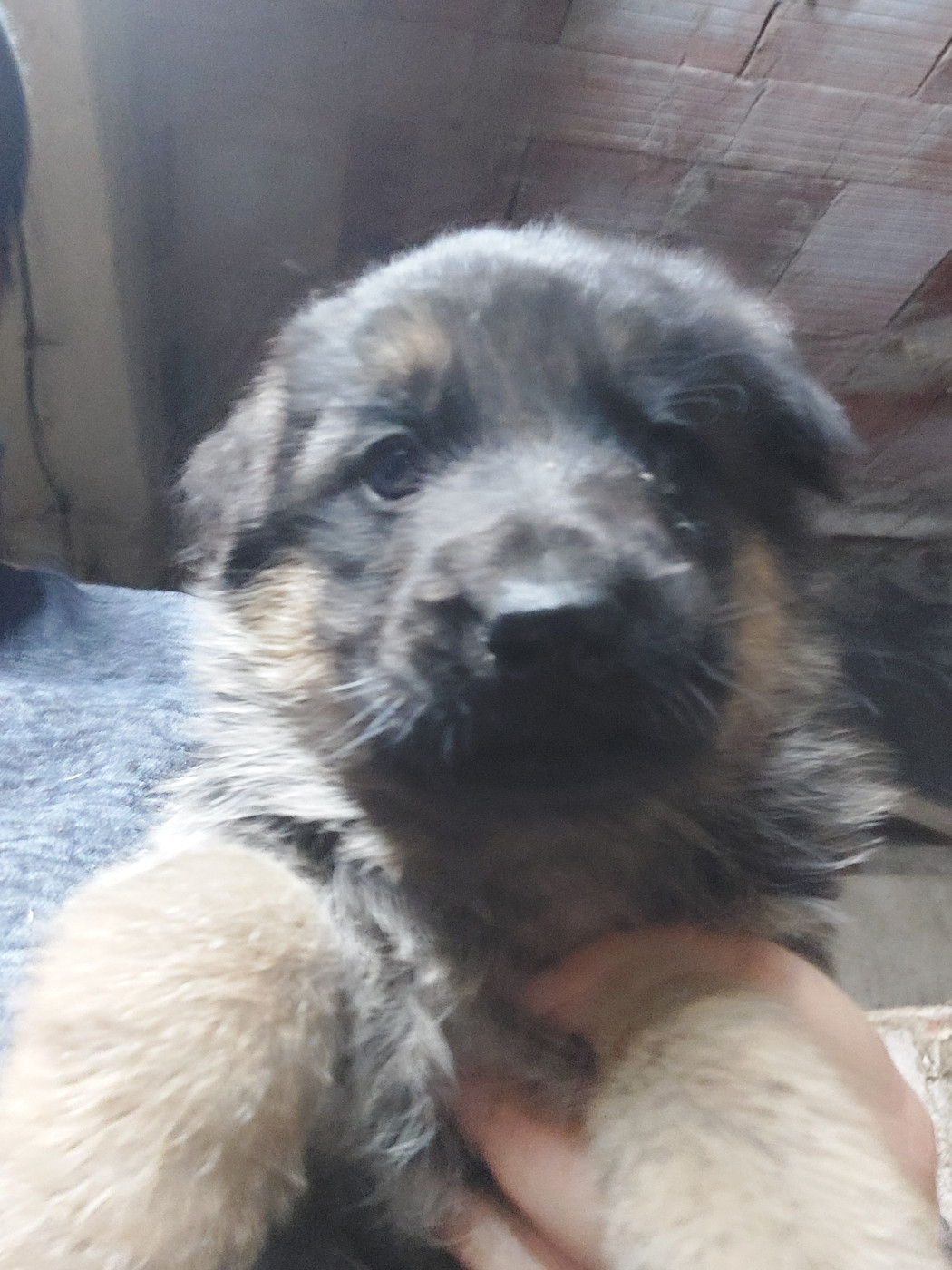 du Quartz D'Alsace - Chiots disponibles - Berger Allemand