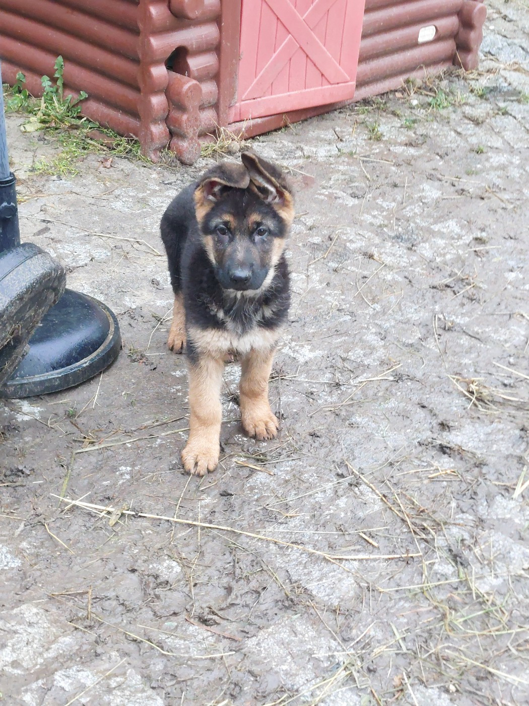 du Quartz D'Alsace - Chiots disponibles - Berger Allemand