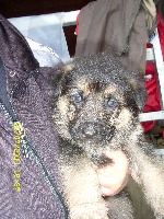 Ginger du Quartz D'Alsace